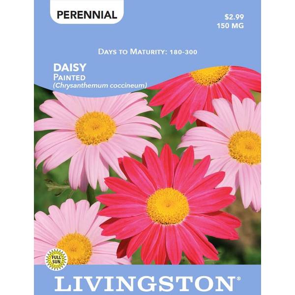 Photo of DAISY - PYRETHRUM