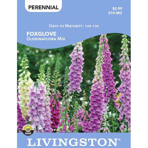 Photo of FOXGLOVE