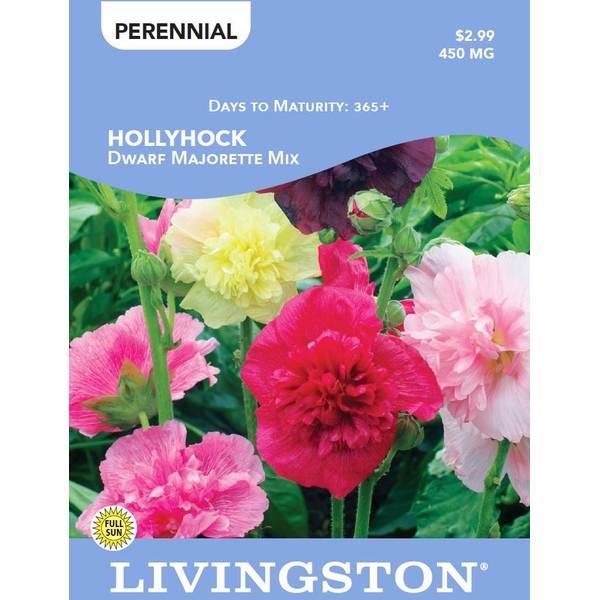 Photo of HOLLYHOCK - DWARF