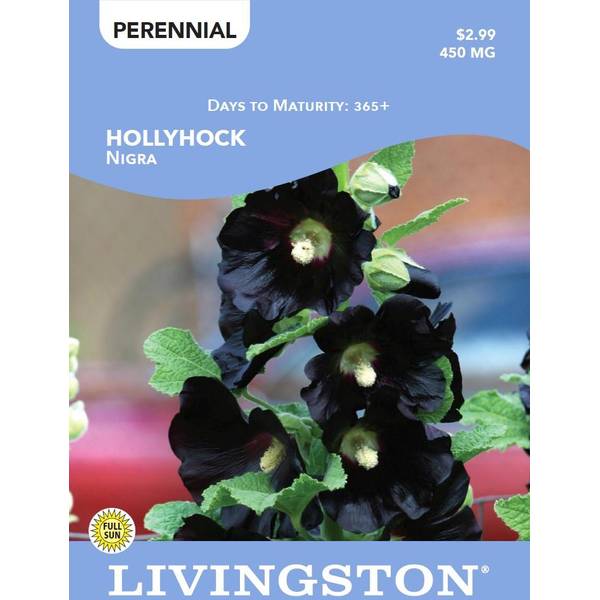 Photo of HOLLYHOCK - NIGRA