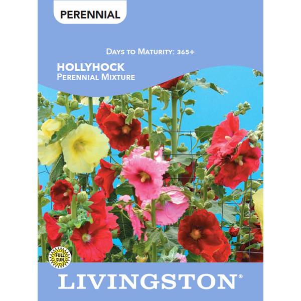 Photo of HOLLYHOCK - PERENNIAL