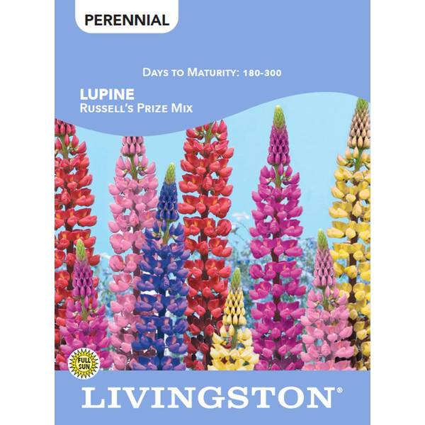 Photo of LUPINE - RUSSELL'S PRIZE MIXTURE