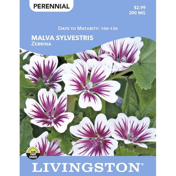 Photo of MALVA SYLVESTRIS - ZEBRINA