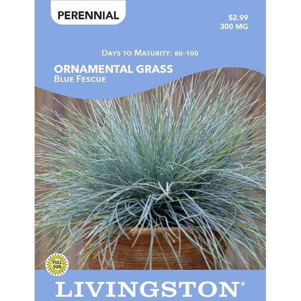 Photo of ORNAMENTAL GRASS - BLUE FESCUE