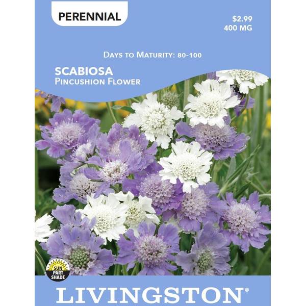 Photo of SCABIOSA - PINCUSHION FLOWER