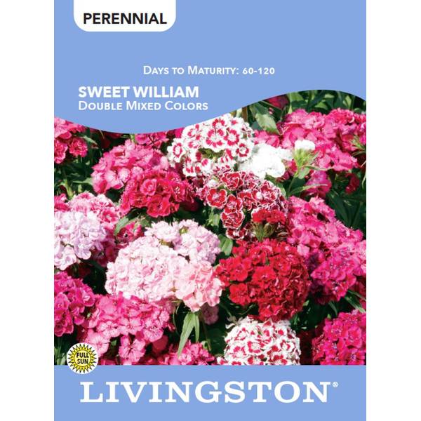 Photo of SWEET WILLIAM