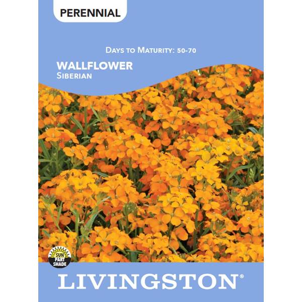 Photo of WALLFLOWER - SIBERIAN