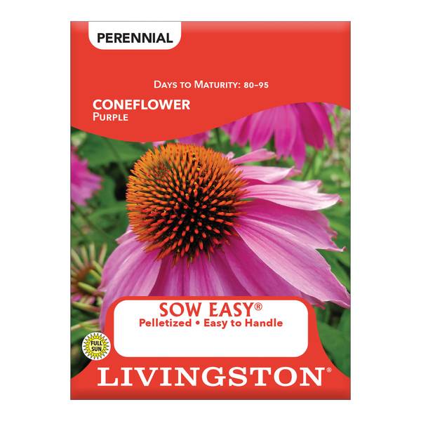 Photo of Purple Coneflower