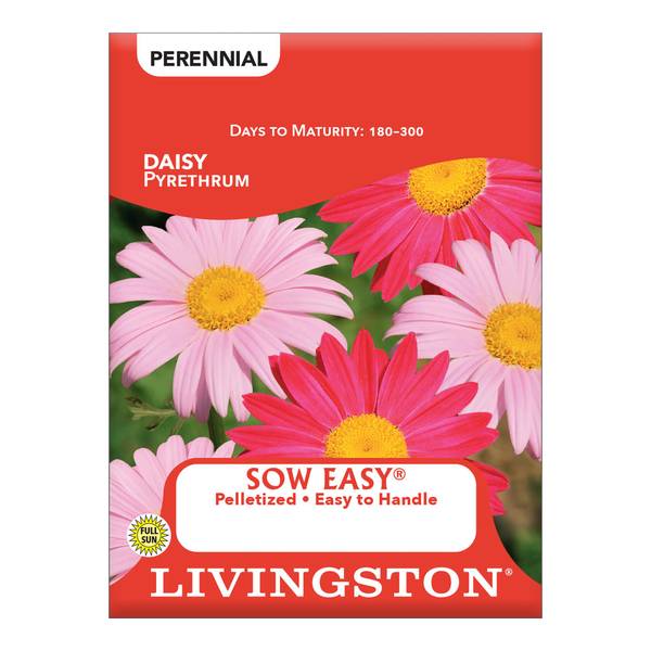 Photo of Pyrethrum Daisy