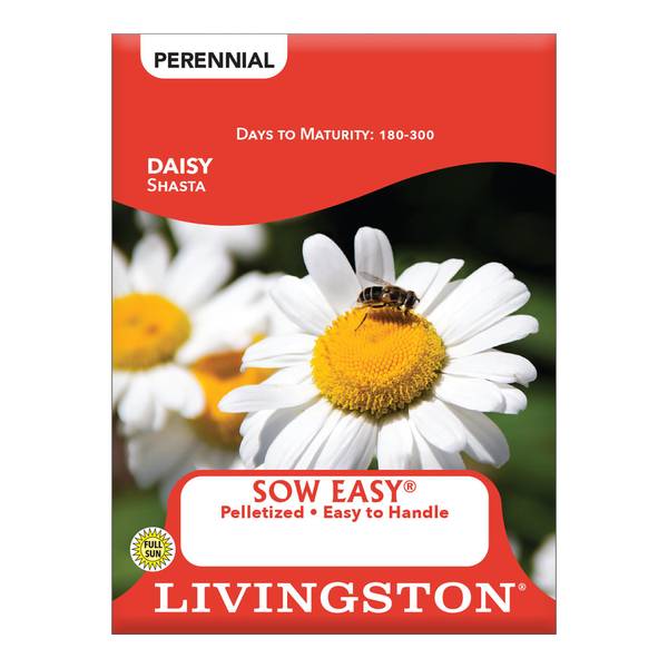 Photo of Shasta Daisy
