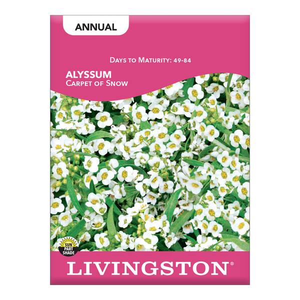 Photo of Carpet of Snow Alyssum