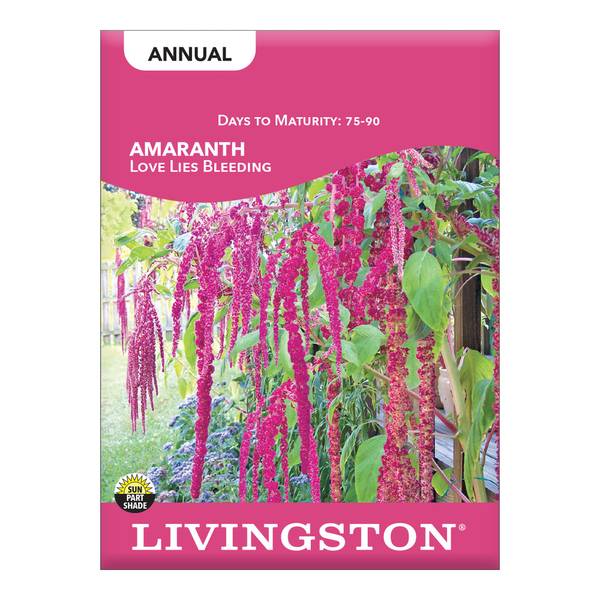 Photo of Love Lies Bleeding Amaranthus