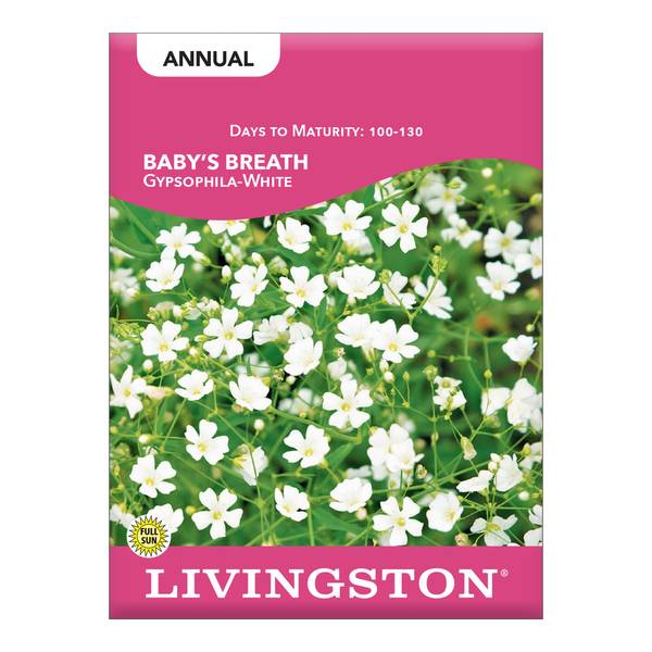 Photo of White Gypsophila Baby's Breath