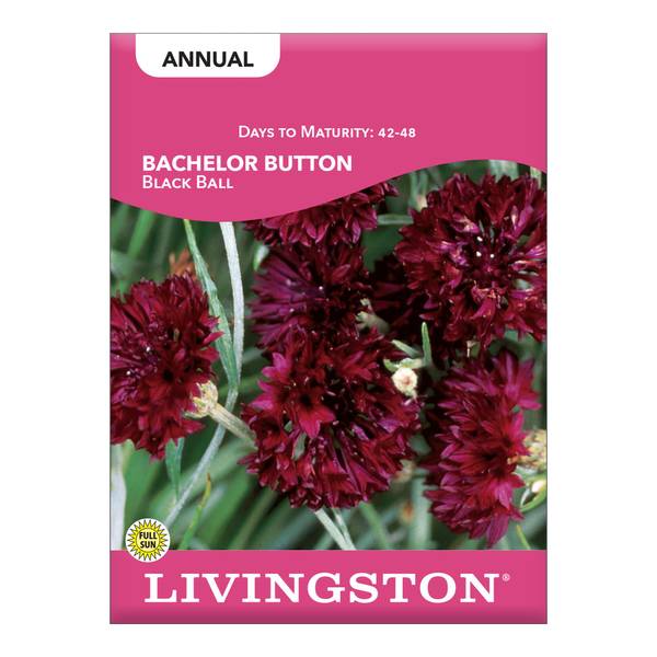 Photo of Black Ball Bachelor Button