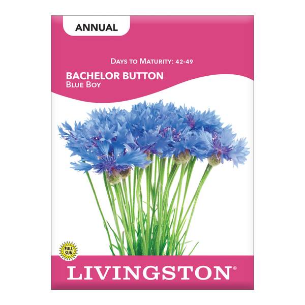 Photo of Blue Boy Bachelor Button