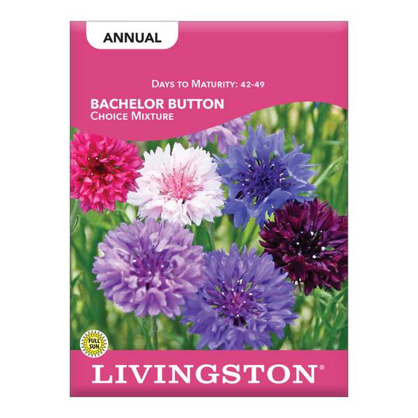 Photo of Choice Bachelor Button