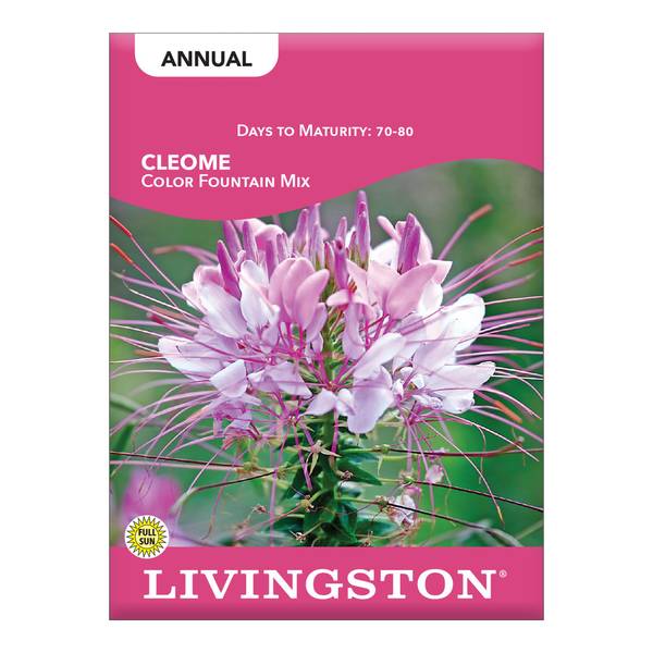 Photo of Color Fountain Cleome Mix
