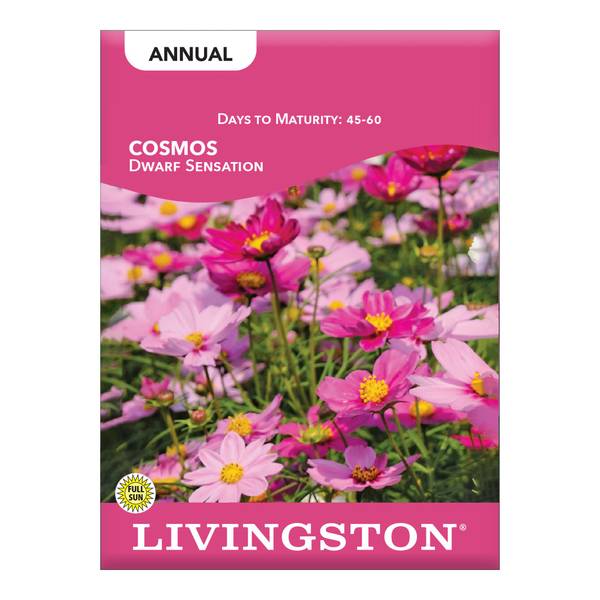 Photo of Dwarf Sensation Cosmos