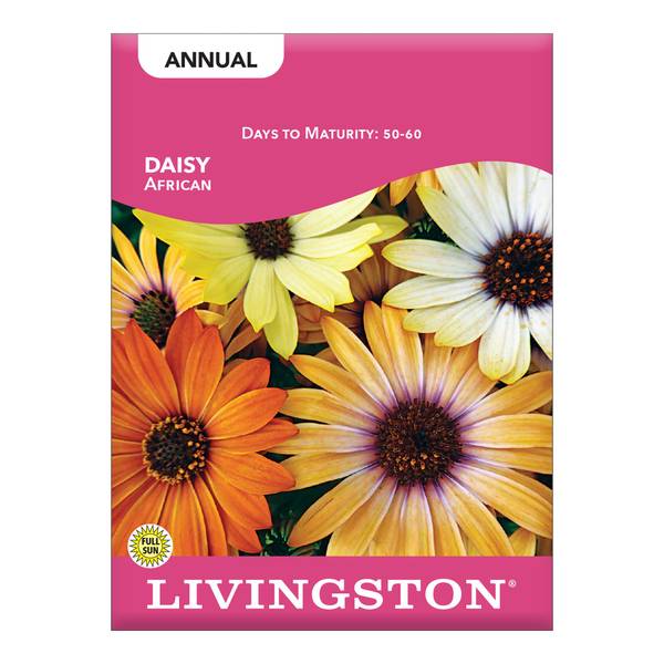 Photo of African Daisy
