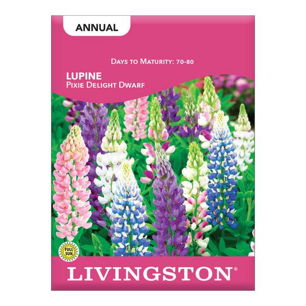 Photo of Pixie Delight Dwarf Lupine