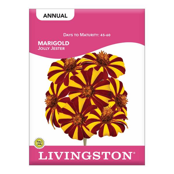 Photo of Jolly Jester Marigolds