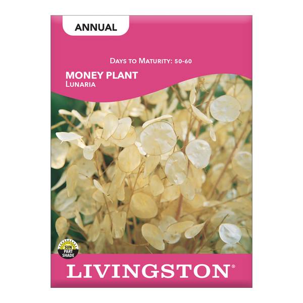 Photo of Money Plant's Lunaria