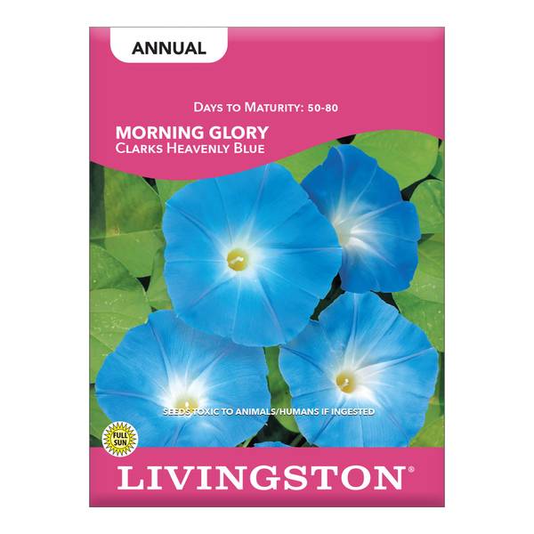 Photo of Clark's Heavenly Blue Morning Glory
