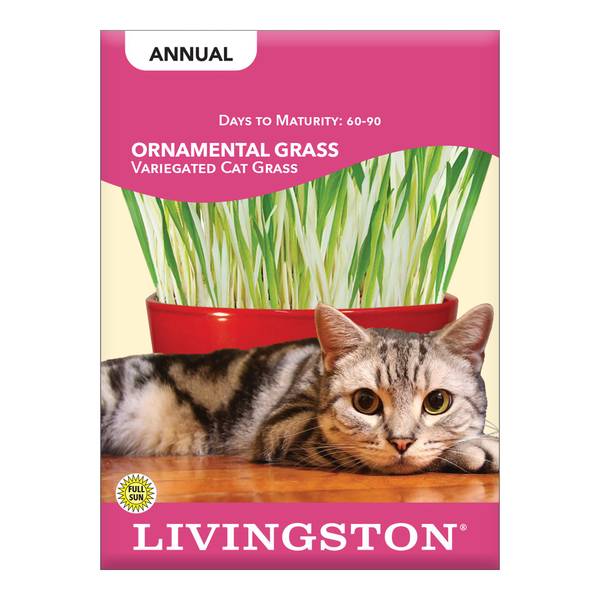 Photo of Variegated Cat Grass