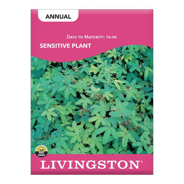 Photo of Sensitive Plant
