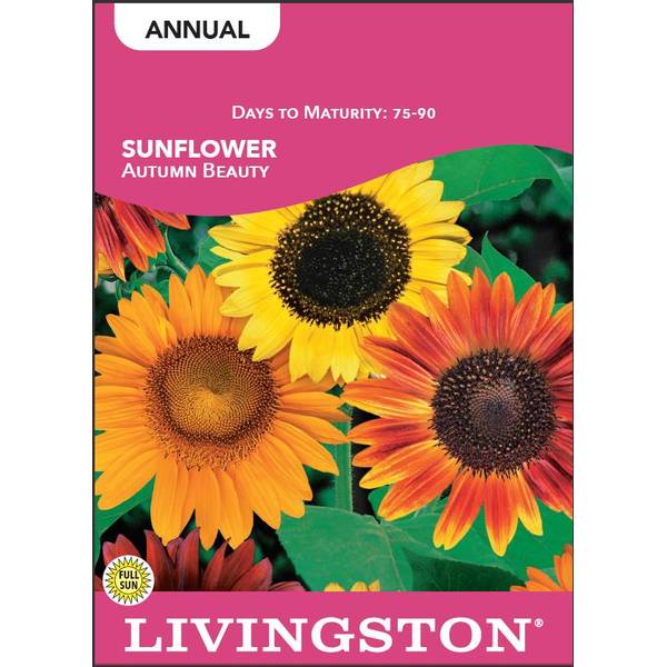 Photo of Autumn Beauty Sunflower