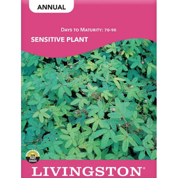 Photo of Dwarf Sunspot Sunflower