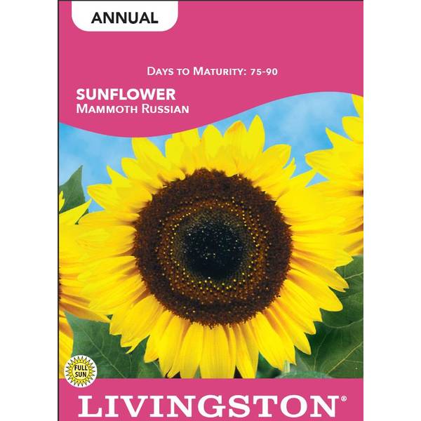 Photo of Mammoth Russian Sunflower