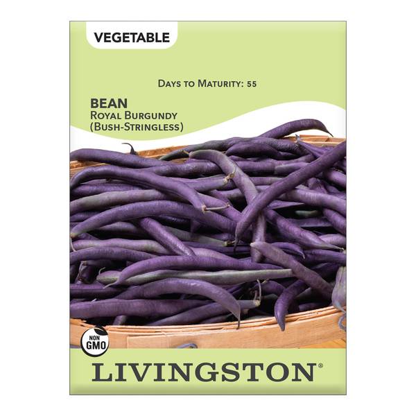 Photo of Royal Burgundy Bush Green Beans