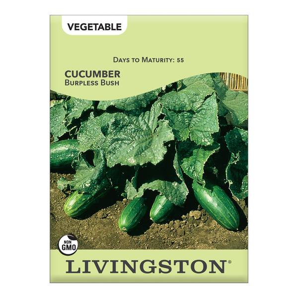 Photo of Burpless Bush Cucumber