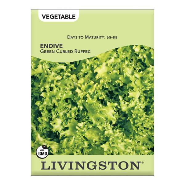 Photo of Green Curled Ruffec Endive