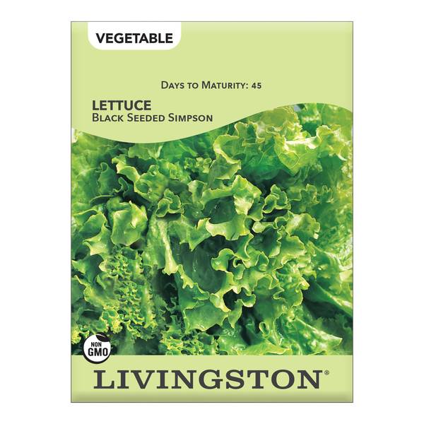 Photo of Black Seeded Simpson Lettuce