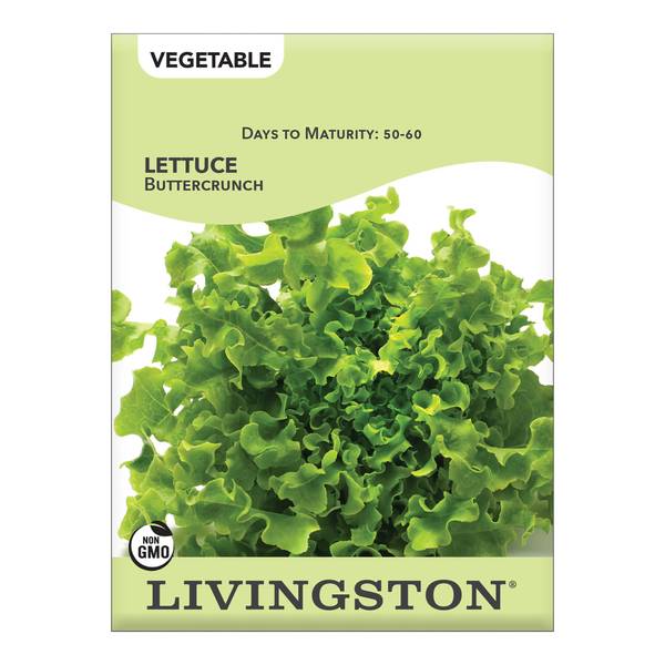 Photo of Buttercrunch Lettuce