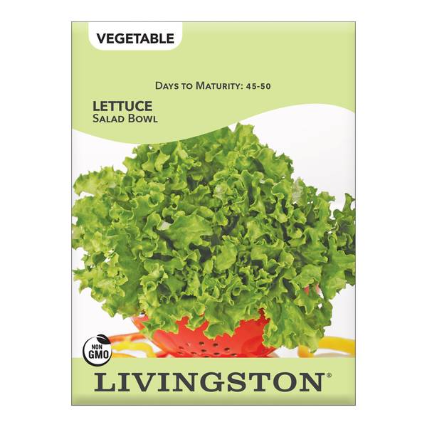 Photo of Salad Bowl Lettuce