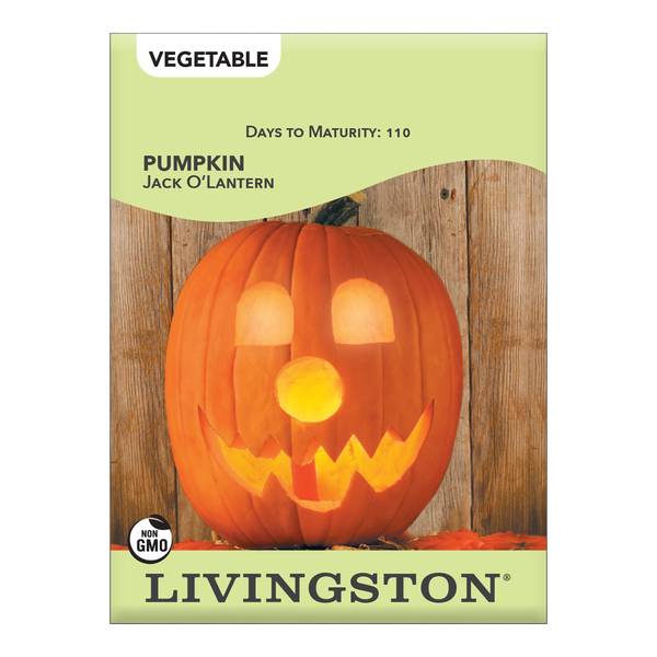 Photo of Jack O' Lantern Pumpkin