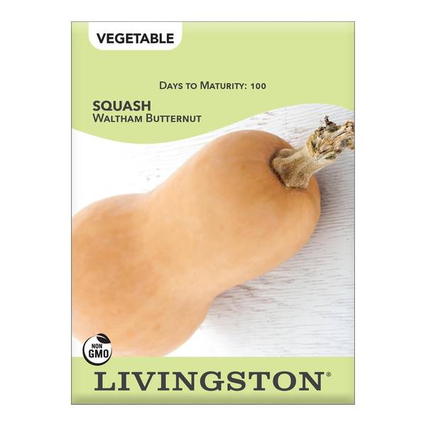 Photo of Butternut Squash