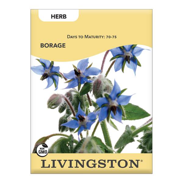 Photo of BORAGE