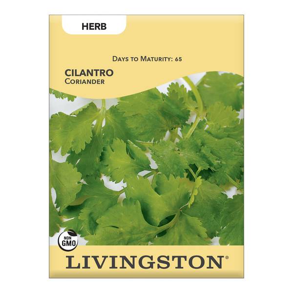 Photo of CILANTRO/CORIANDER