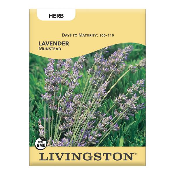 Photo of Munstead Lavender