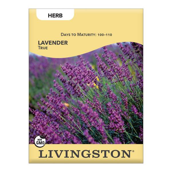 Photo of True Lavender
