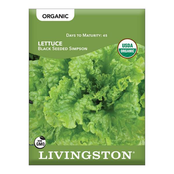 Photo of ORGANIC - LETTUCE - BLACK SEEDED SIMPSON