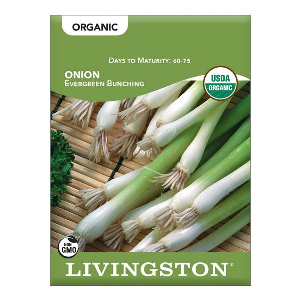 Photo of ORGANIC - ONION - EVERGREEN BUNCHING
