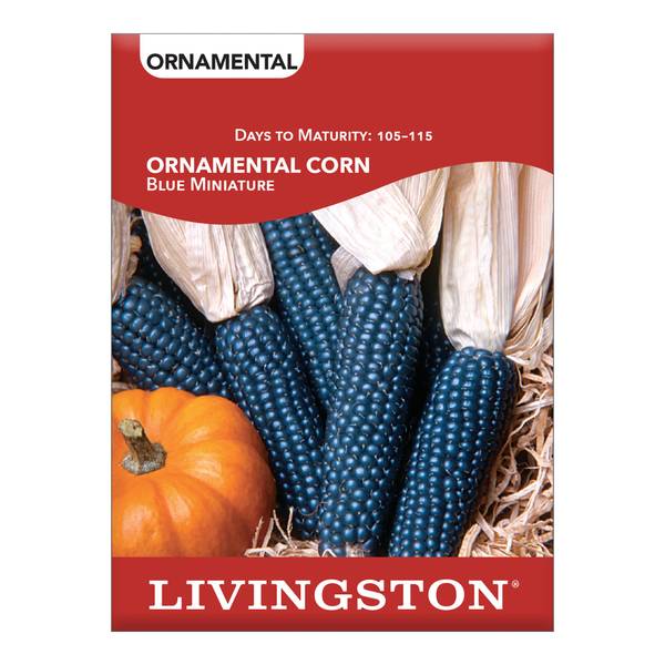 Photo of ORNAMENTAL CORN - BLUE MINI INDIAN