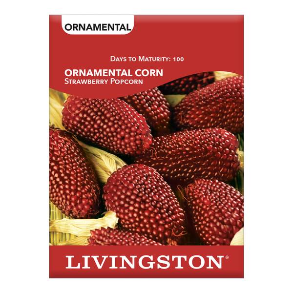 Photo of ORNAMENTAL CORN - STRAWBERRY POPCORN