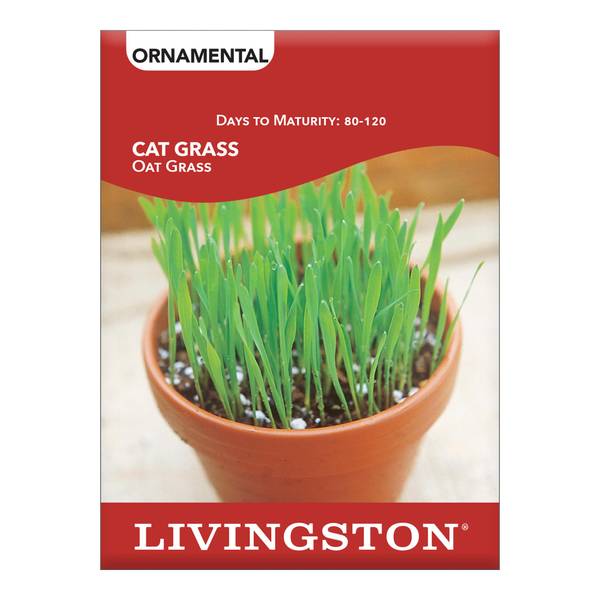 Photo of ORNAMENTAL GRASS - CAT GRASS