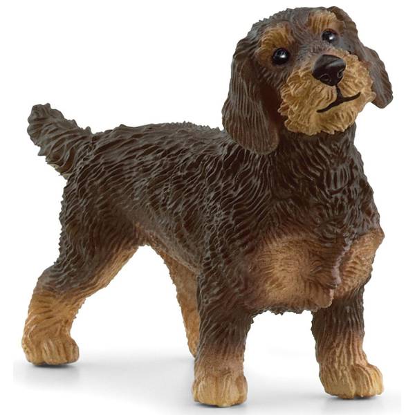 Photo of Wire-Haired Dachsund